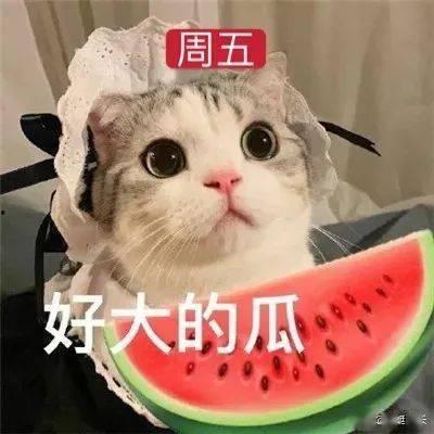 吃瓜娱乐的喵哥是谁啊视频